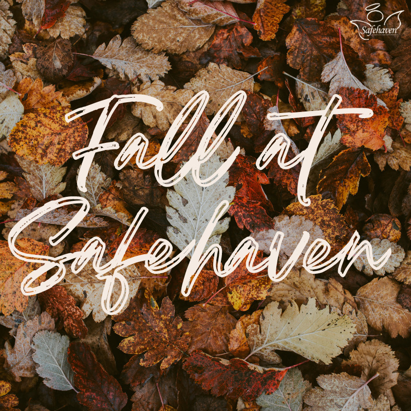 Fall at Safehaven